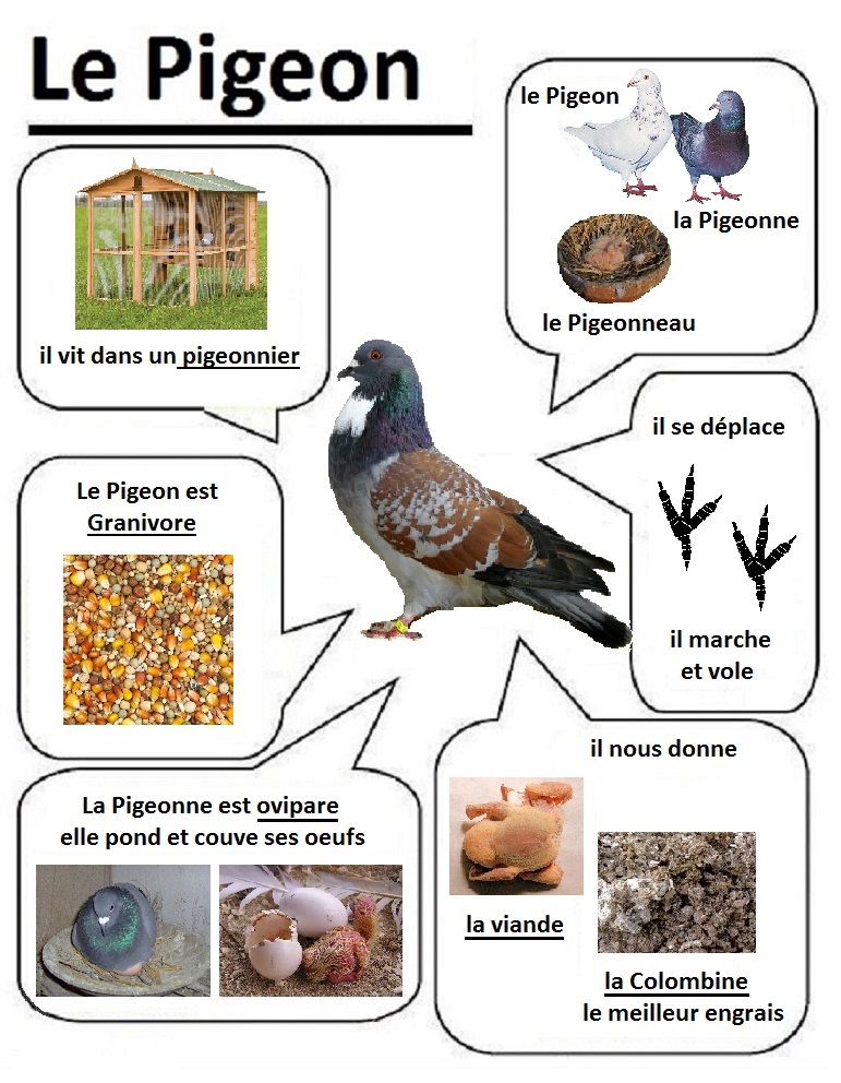 Pigeon Cauchois • Élevage et vente de pigeons de race